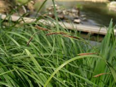 Carex buekii
