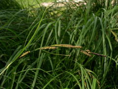 Carex buekii