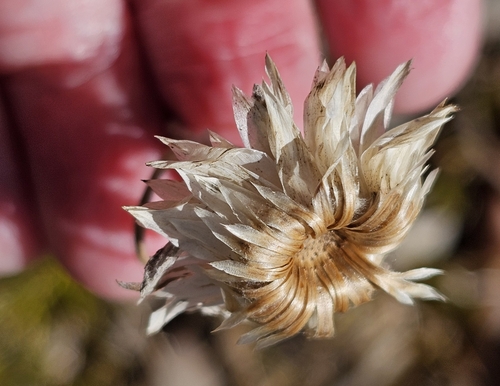 Image of Helichrysum leucopsideum by (c) Rosalie Lawrence, some rights reserved (CC BY)