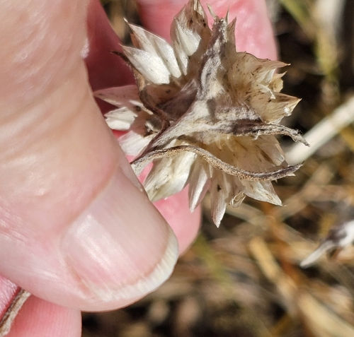 Image of Helichrysum leucopsideum by (c) Rosalie Lawrence, some rights reserved (CC BY)
