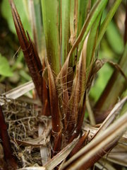 Carex buekii