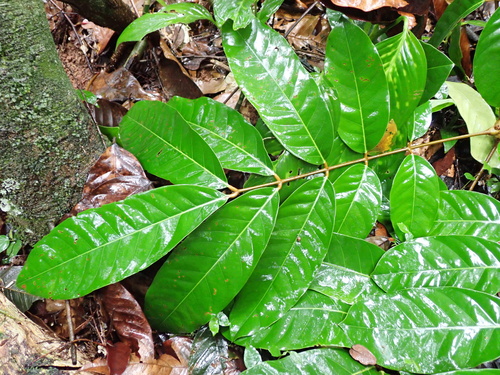 Andiroba