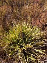 Tetraria triangularis