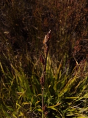 Tetraria triangularis