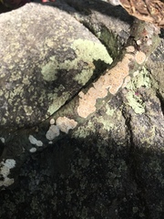 Cylindrobasidium laeve