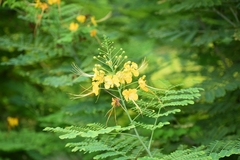 Caesalpinia pulcherrima flava