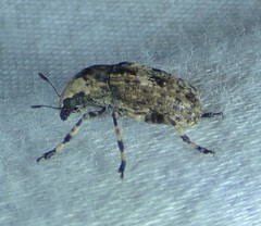Euparius