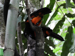 Hypopyrrhus pyrohypogaster