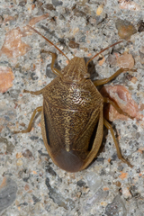 Chlorochroa saucia