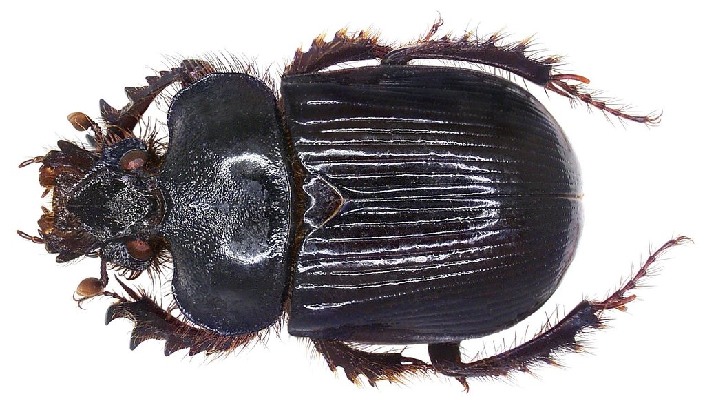 Ceratophyus hoffmannseggi