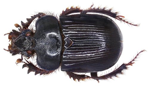 Ceratophyus hoffmannseggi