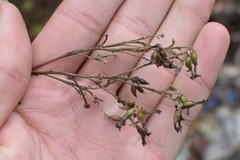 Wikstroemia canescens