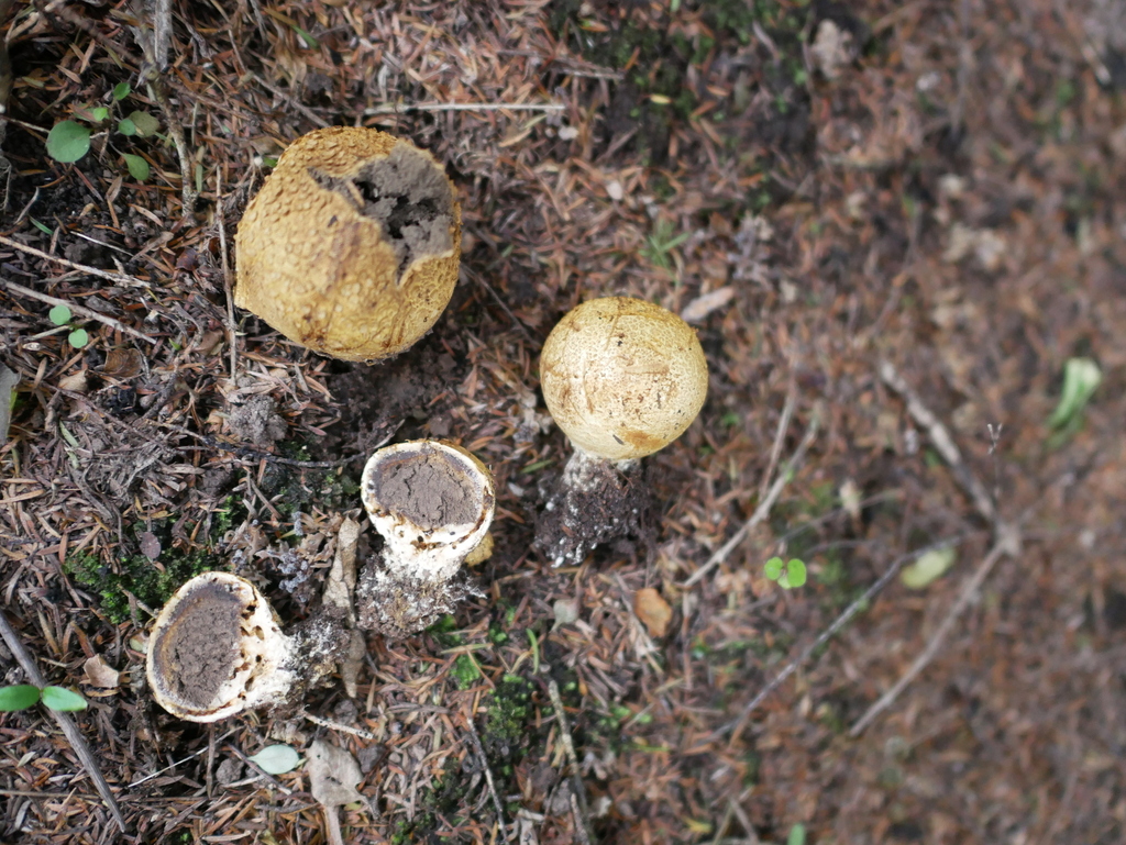 Scleroderma macrosporum · April 2025 · photo: © alice_shanks (iNaturalist, cc-by)