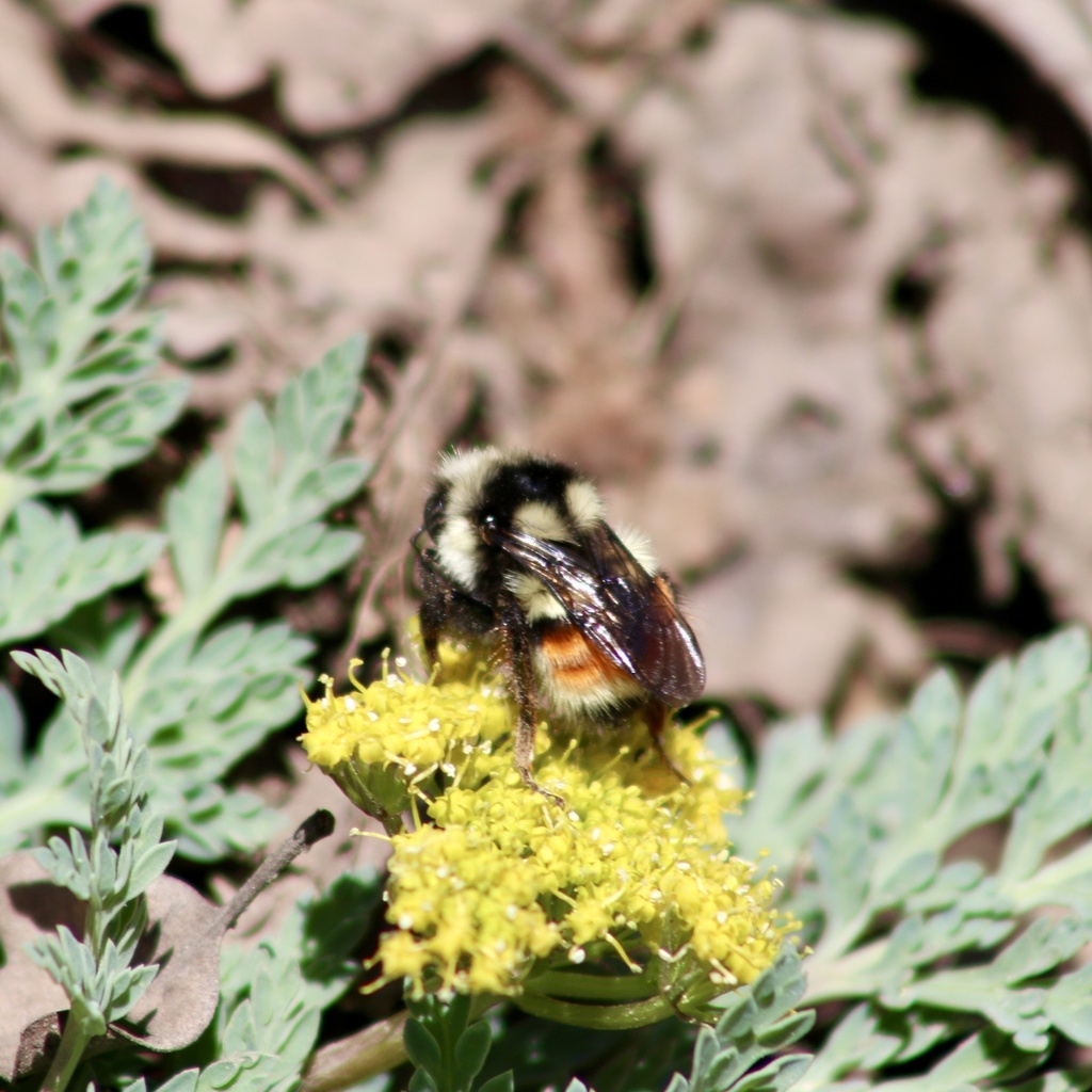 Two-form Bumble Bee Complex from Uinta-Wasatch-Cache National Forest ...
