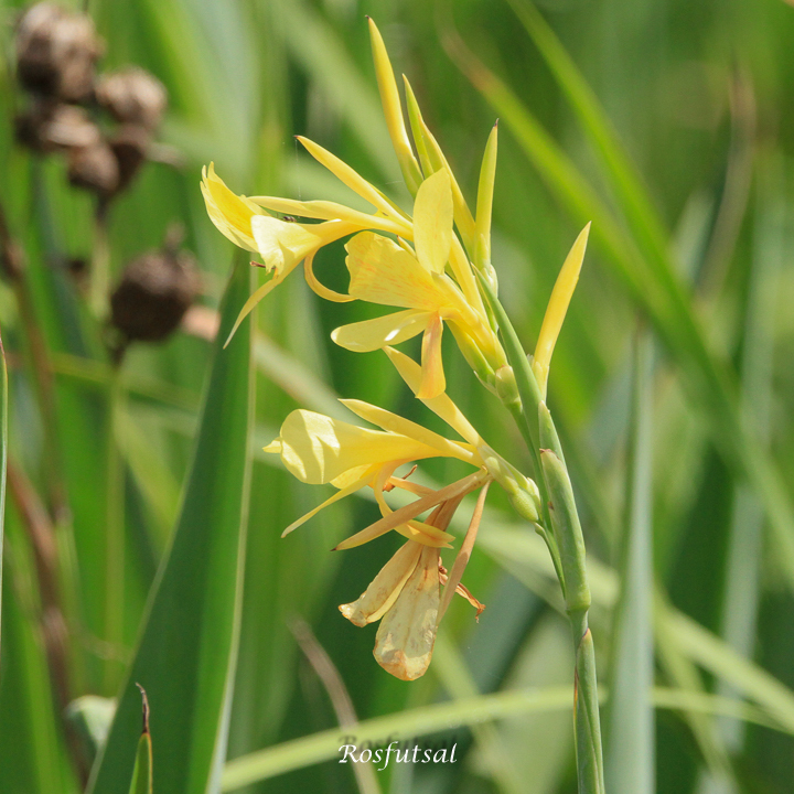 Canna glauca
