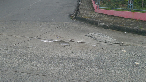 Ecuadorian Ground Dove (Columbina buckleyi), photo 2