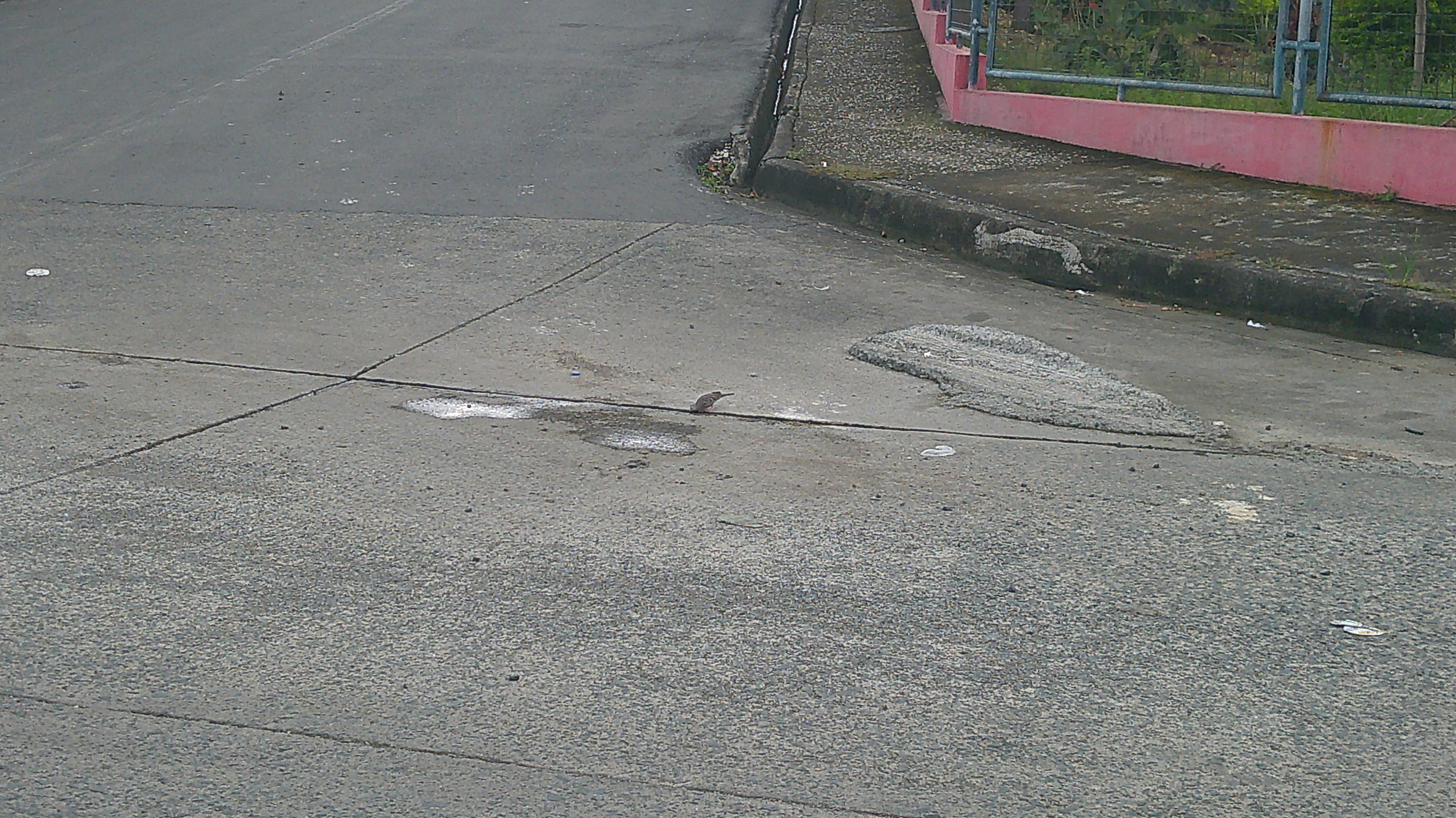 Ecuadorian Ground Dove (Columbina buckleyi), photo 2