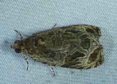 Olethreutes permundana