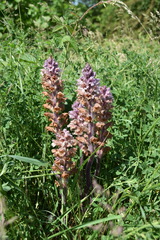Orobanche lutea