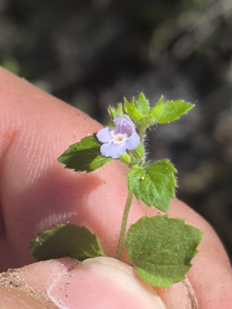 Hedeoma salomeae