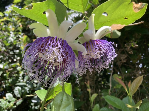 Foto de Maracujá-do-mato