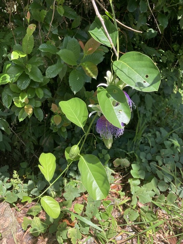 Foto de Maracujá-do-mato