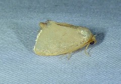 Tortricidia pallida