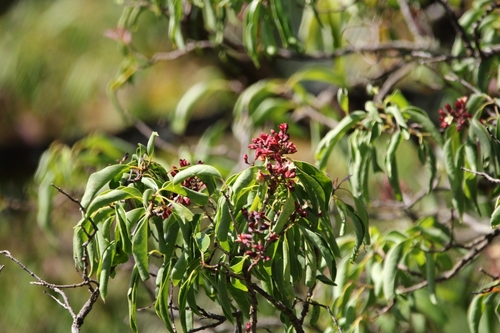 Image of Santalum freycinetianum by (c) Damien Wallace, some rights reserved (CC BY)