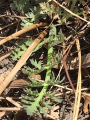 Afrosciadium magalismontanum