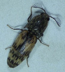 Pherhimius fascicularis