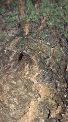 Poneracantha triangularis