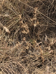 Afrosciadium magalismontanum