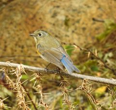 Tarsiger rufilatus