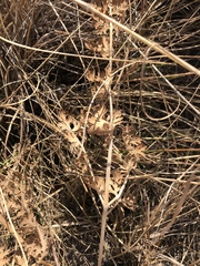 Afrosciadium magalismontanum