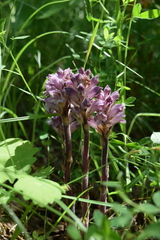 Orobanche lutea