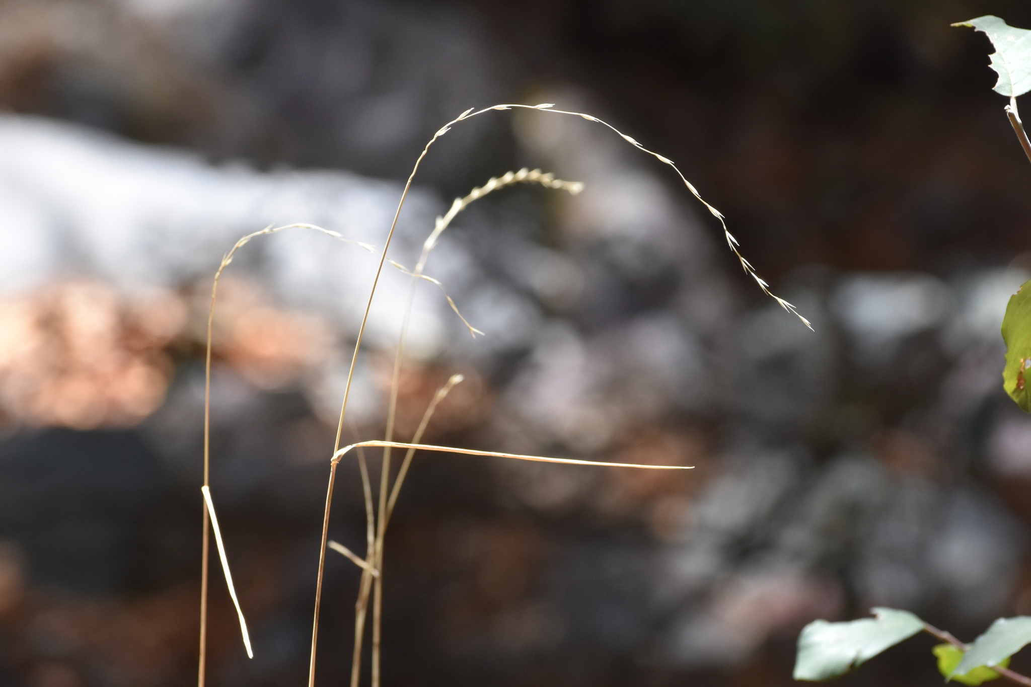Arizona Wild Rye (Elymus arizonicus)