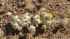 Eriophyllum wallacei rubellum
