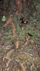 Poneracantha triangularis