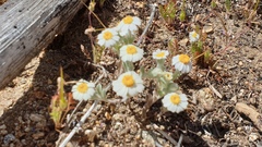 Eriophyllum wallacei rubellum