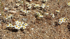 Eriophyllum wallacei rubellum