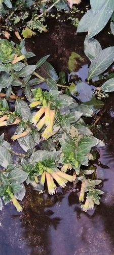 Candy corn plant (Cuphea micropetala)