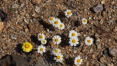 Eriophyllum wallacei rubellum
