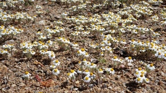 Eriophyllum wallacei rubellum
