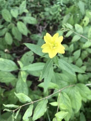 Oenothera pilosella