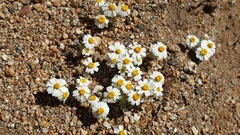 Eriophyllum wallacei rubellum