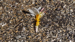 Eriophyllum wallacei rubellum