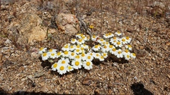 Eriophyllum wallacei rubellum