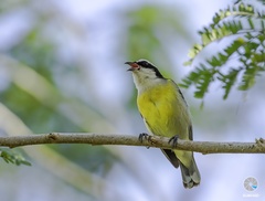 Coereba flaveola caboti
