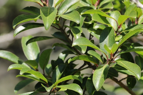 Image of Ilex anomala by (c) Damien Wallace, some rights reserved (CC BY)