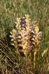Phelipanche arenaria